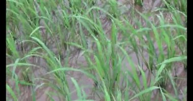 Rüzgarda yeşil pirinç tarlaları