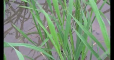 Rüzgarda yeşil pirinç tarlaları