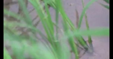 Rüzgarda yeşil pirinç tarlaları