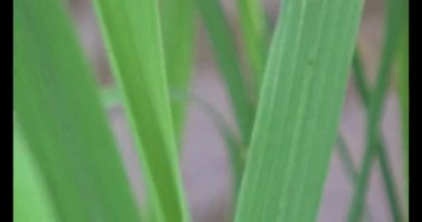 Rüzgarda yeşil pirinç tarlaları