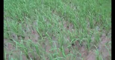 Rüzgarda yeşil pirinç tarlaları