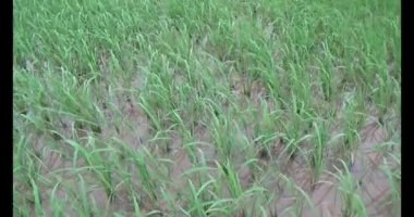 Rüzgarda yeşil pirinç tarlaları