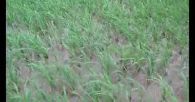 Rüzgarda yeşil pirinç tarlaları