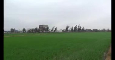 Rüzgarda yeşil pirinç tarlaları