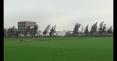 Rüzgarda yeşil pirinç tarlaları