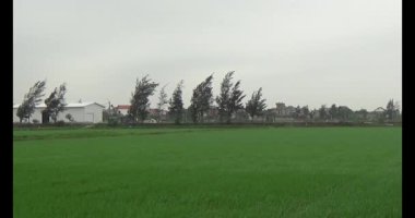 Rüzgarda yeşil pirinç tarlaları