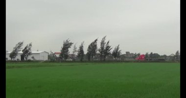 Rüzgarda yeşil pirinç tarlaları