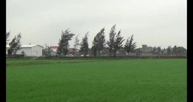 Rüzgarda yeşil pirinç tarlaları