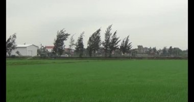 Rüzgarda yeşil pirinç tarlaları