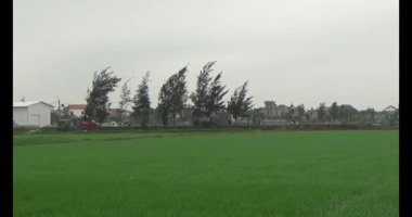 Rüzgarda yeşil pirinç tarlaları