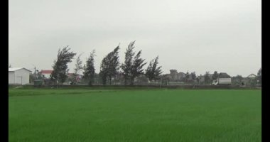 Rüzgarda yeşil pirinç tarlaları