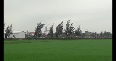 Rüzgarda yeşil pirinç tarlaları