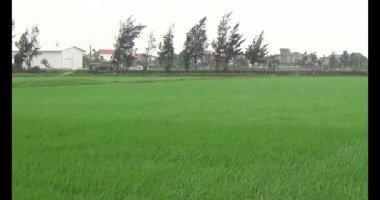 Rüzgarda yeşil pirinç tarlaları