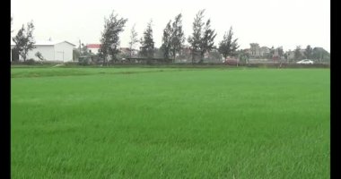 Rüzgarda yeşil pirinç tarlaları