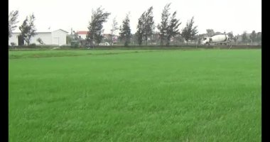 Rüzgarda yeşil pirinç tarlaları