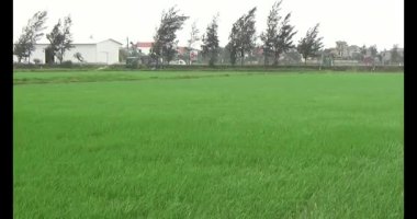 Rüzgarda yeşil pirinç tarlaları