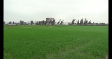 Rüzgarda yeşil pirinç tarlaları