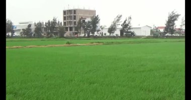 Rüzgarda yeşil pirinç tarlaları