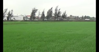 Rüzgarda yeşil pirinç tarlaları