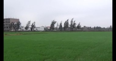 Rüzgarda yeşil pirinç tarlaları