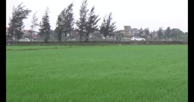 Rüzgarda yeşil pirinç tarlaları