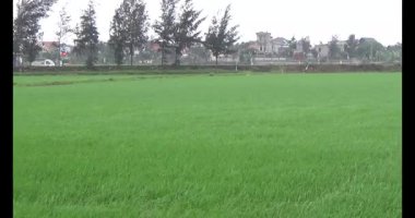 Rüzgarda yeşil pirinç tarlaları