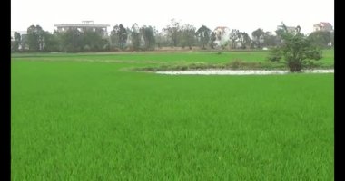 Rüzgarda yeşil pirinç tarlaları