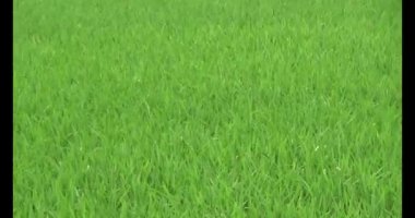 Rüzgarda yeşil pirinç tarlaları