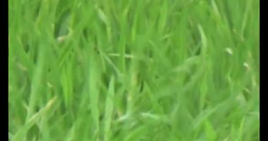 Rüzgarda yeşil pirinç tarlaları