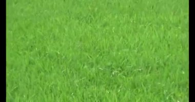 Rüzgarda yeşil pirinç tarlaları