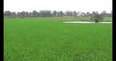 Rüzgarda yeşil pirinç tarlaları