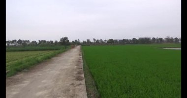 Rüzgarda yeşil pirinç tarlaları