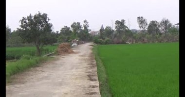 Rüzgarda yeşil pirinç tarlaları