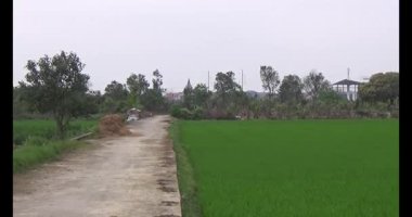 Rüzgarda yeşil pirinç tarlaları