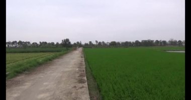 Rüzgarda yeşil pirinç tarlaları