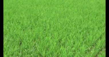 Rüzgarda yeşil pirinç tarlaları