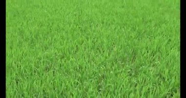 Rüzgarda yeşil pirinç tarlaları