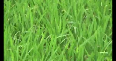 Rüzgarda yeşil pirinç tarlaları