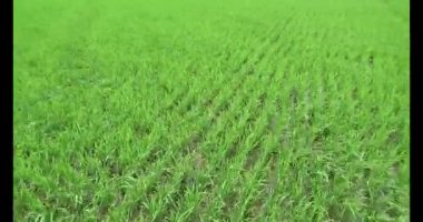 Rüzgarda yeşil pirinç tarlaları