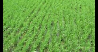 Rüzgarda yeşil pirinç tarlaları