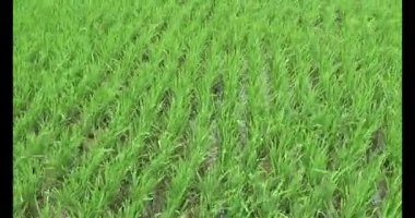 Rüzgarda yeşil pirinç tarlaları