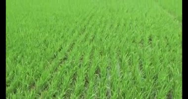 Rüzgarda yeşil pirinç tarlaları