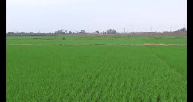 Rüzgarda yeşil pirinç tarlaları