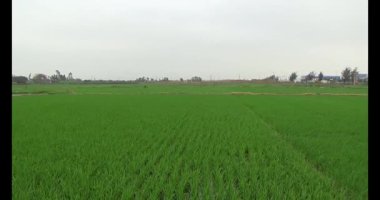 Rüzgarda yeşil pirinç tarlaları