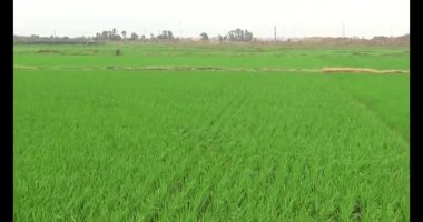 Rüzgarda yeşil pirinç tarlaları