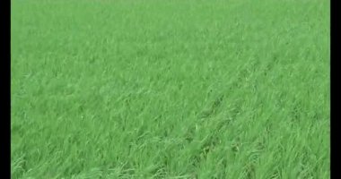 Rüzgarda yeşil pirinç tarlaları