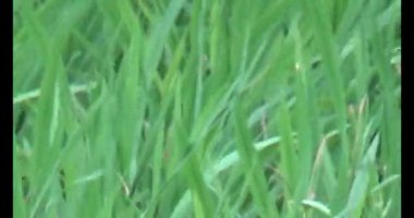 Rüzgarda yeşil pirinç tarlaları