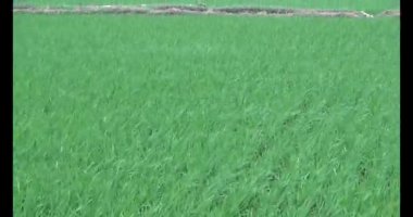 Rüzgarda yeşil pirinç tarlaları