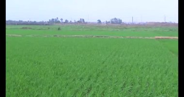 Rüzgarda yeşil pirinç tarlaları