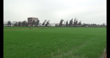 Rüzgarda yeşil pirinç tarlaları